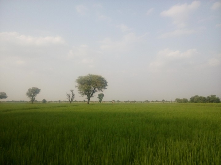 Rural Life