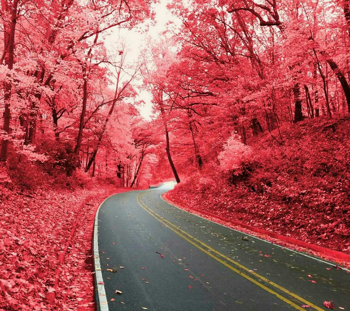 red carpet road