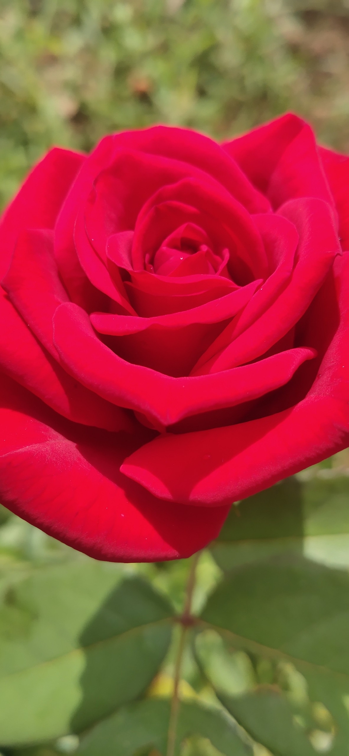 Red rose