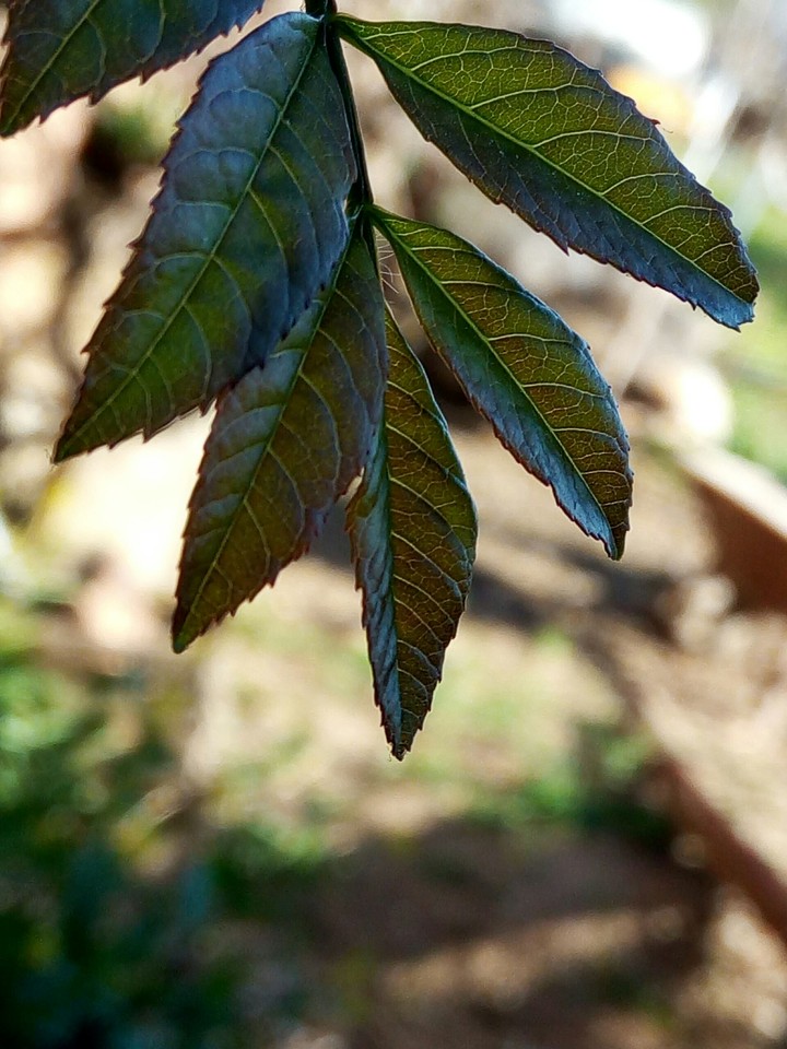 Flower weed