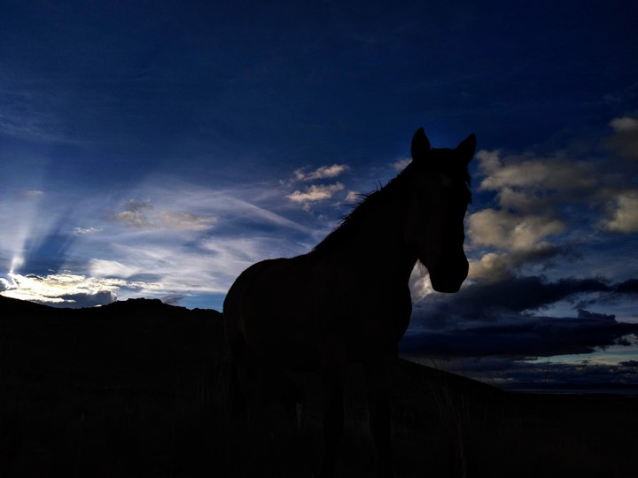 horse