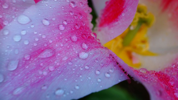 Rain drops on pink Flower