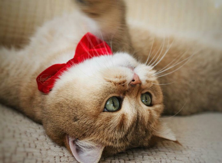 kitten