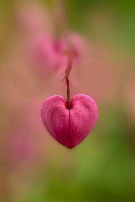 lovely pink heart❤