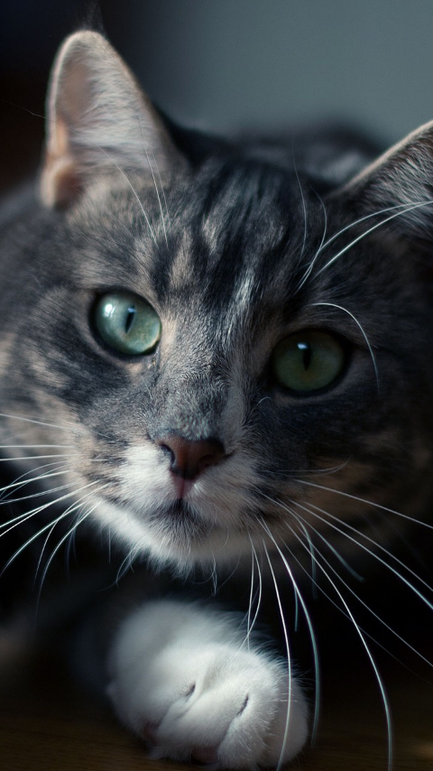 beaux ?