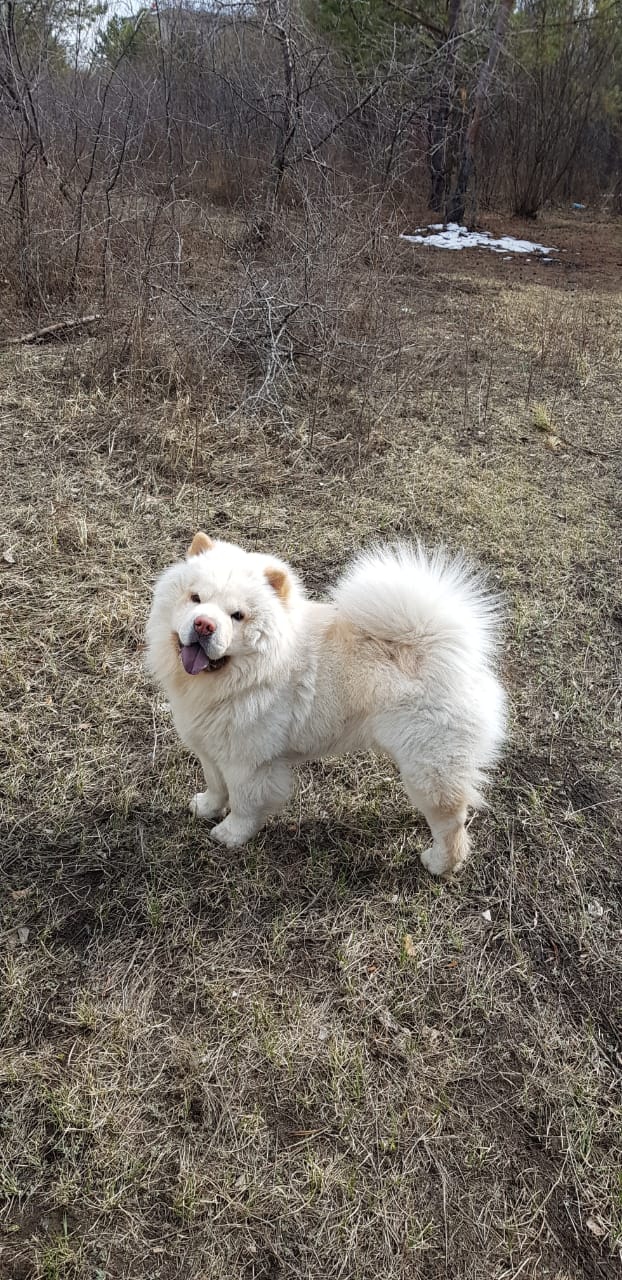 Мой пёсик Ирвин❤?