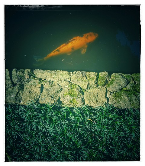 fish