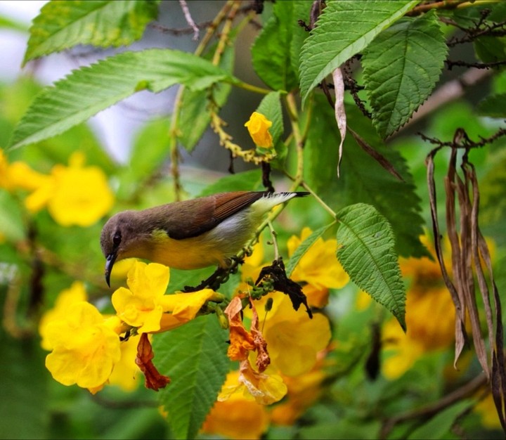 Birds