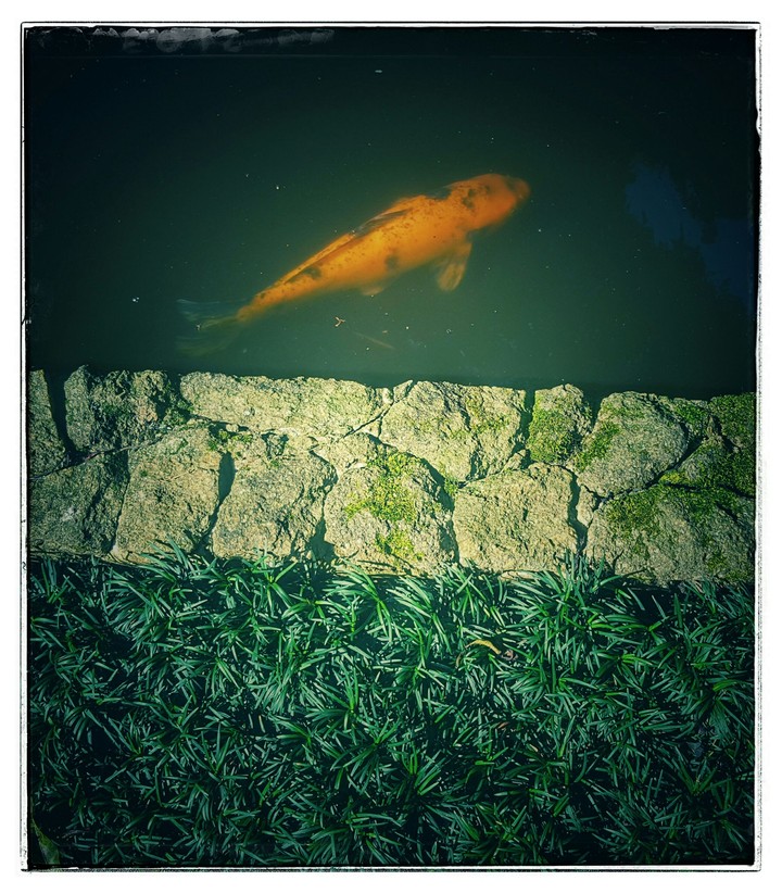 fish