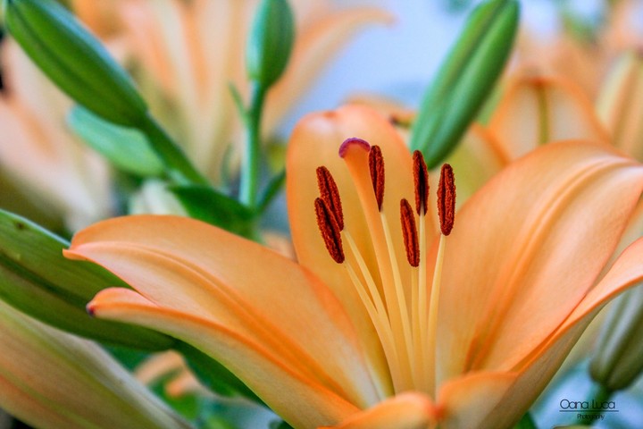 Orange Flower