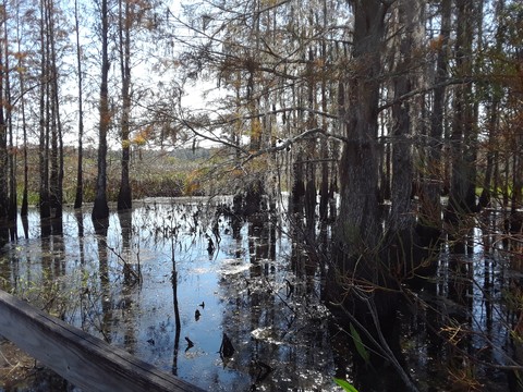 Wetland