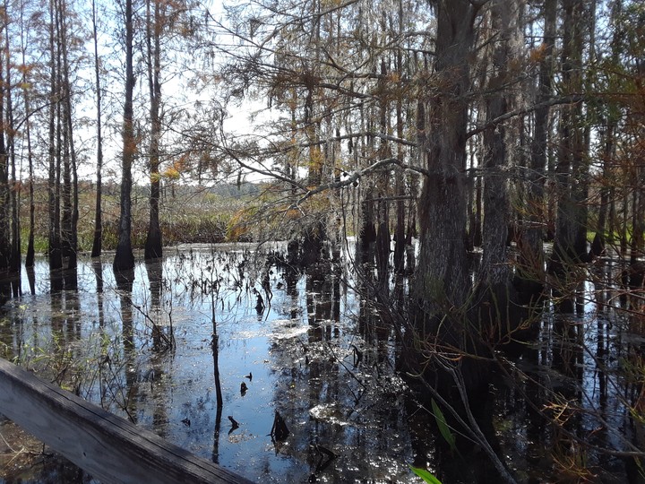 Wetland