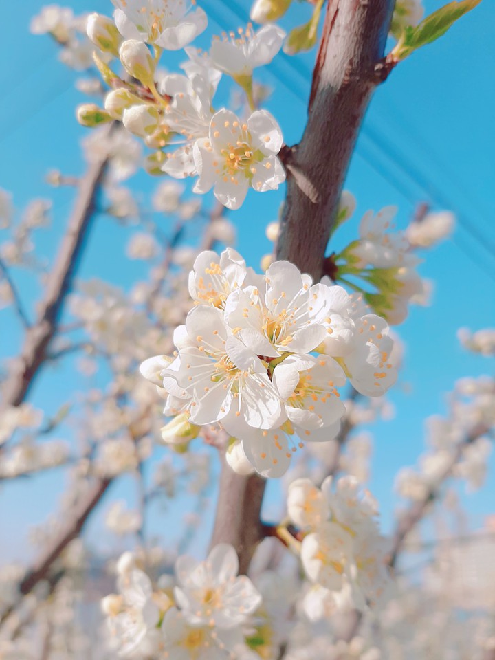 봄 산책