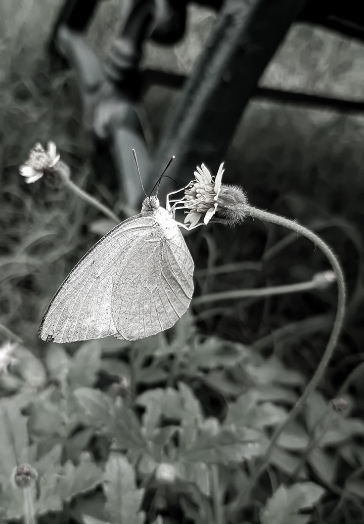 because butterflies loves the fregrance