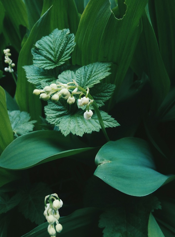 lily of the valley