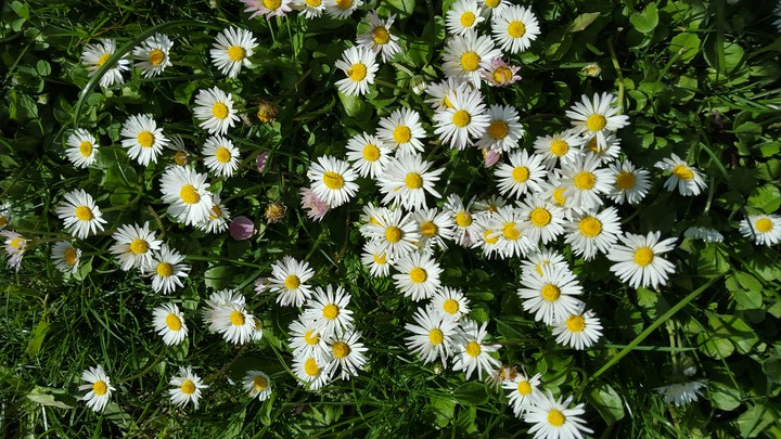 flowers