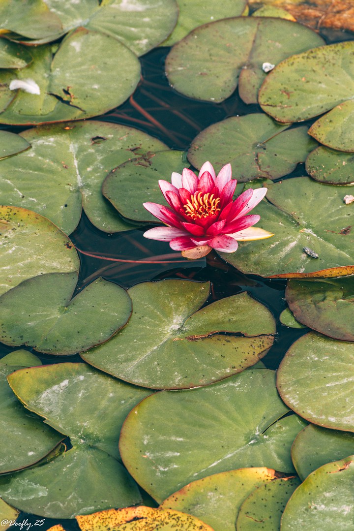 water lily
