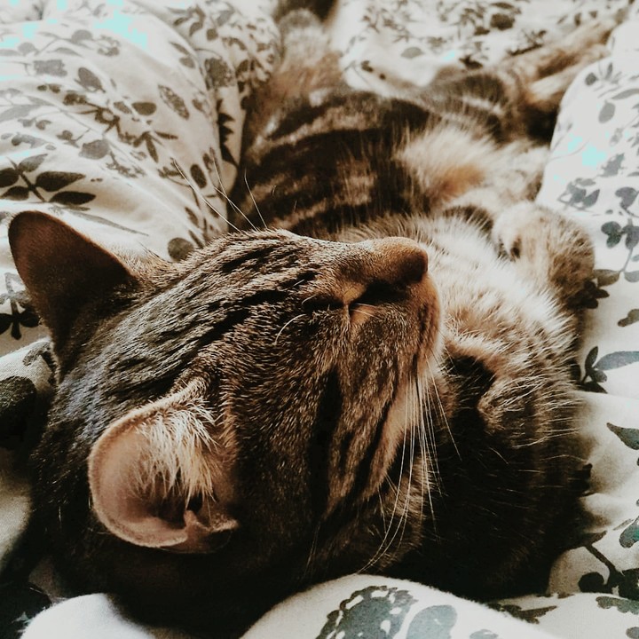 Drako