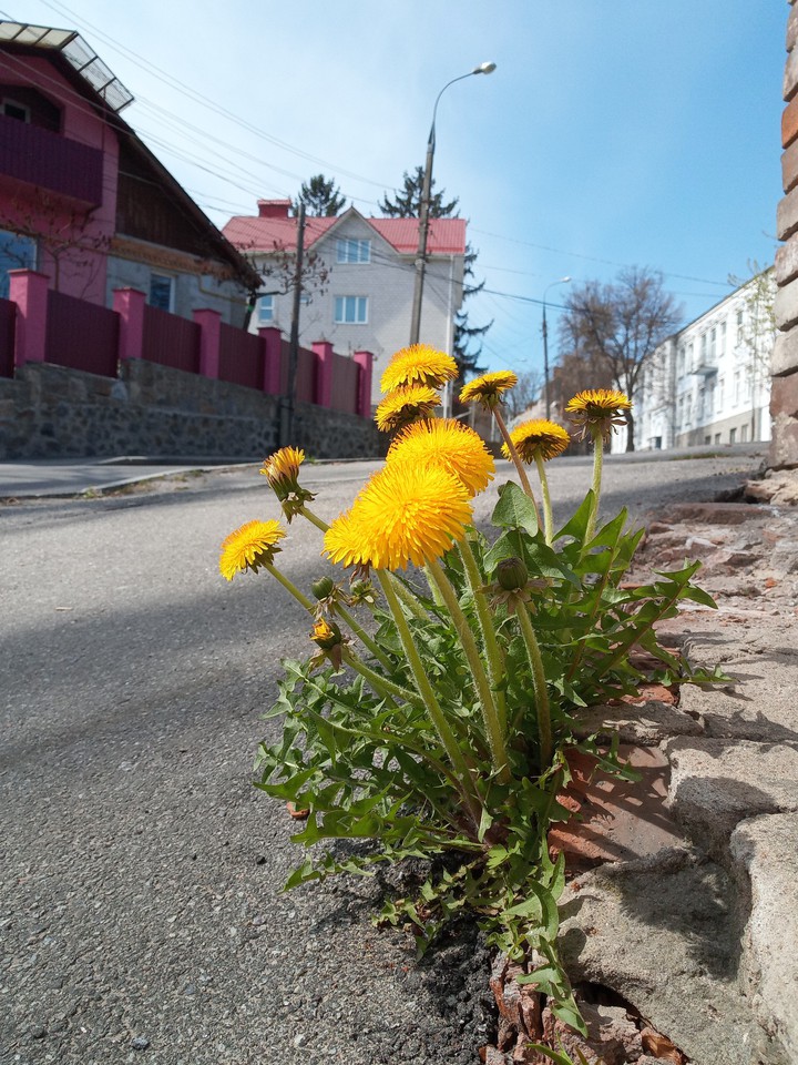 dandelion