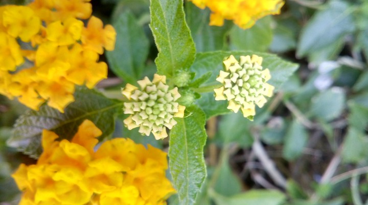 miniature flowers