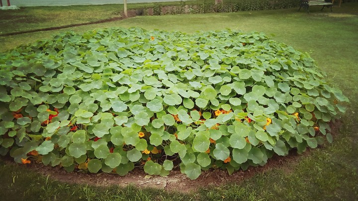 plants