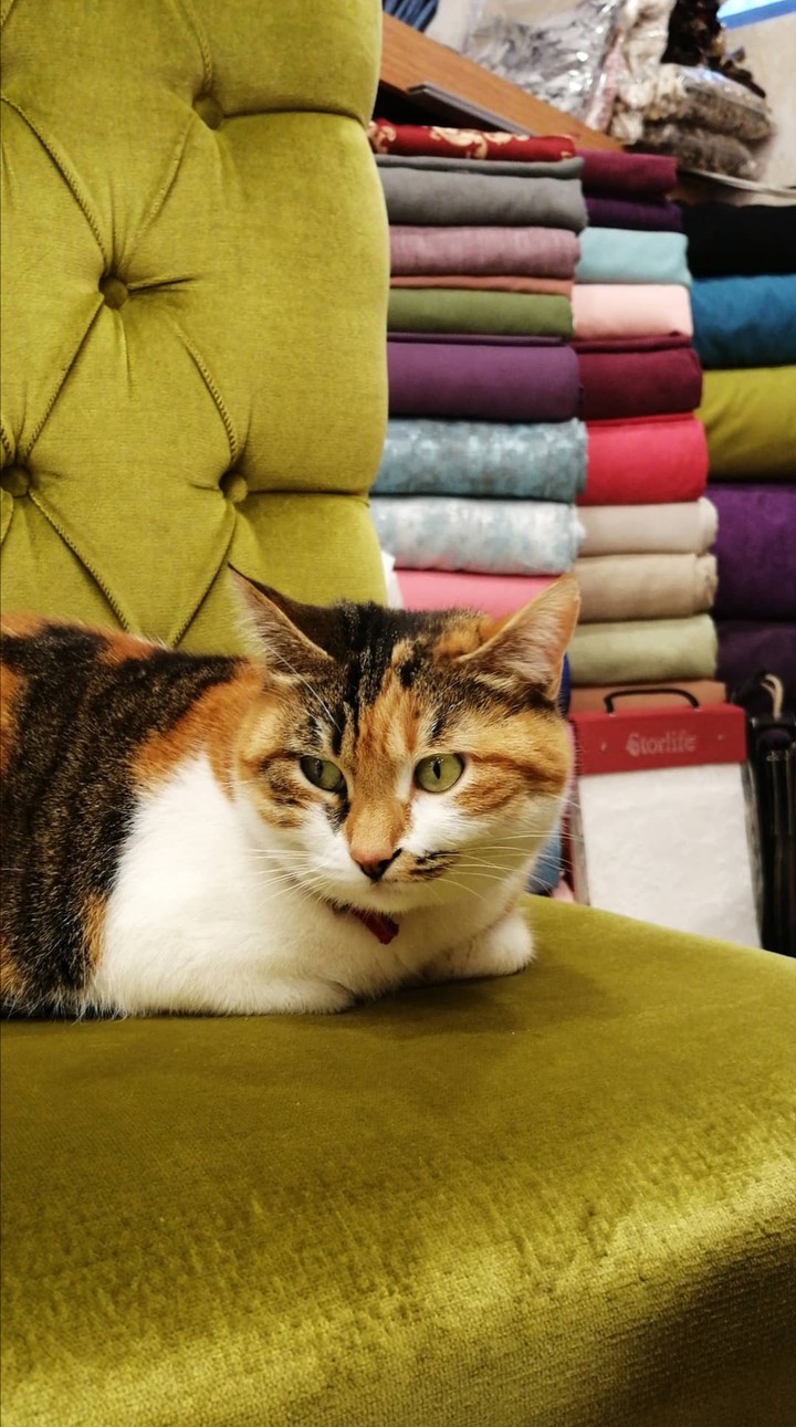 cat