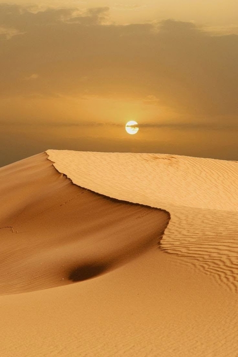 Camel, Desert, Camelids