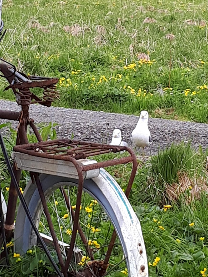 Locals