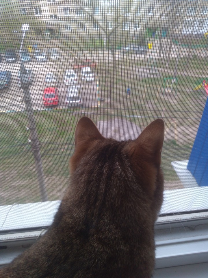 Кошка смотрит в окошко