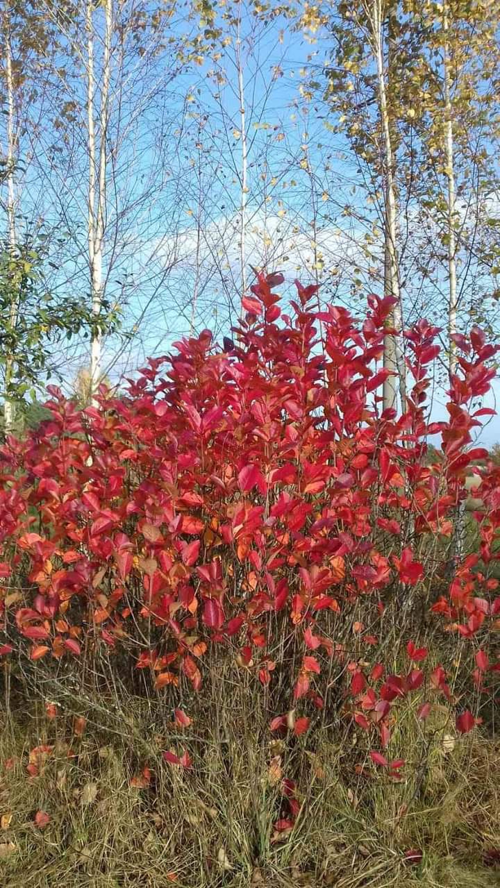 (｡◍❤ ᵌ❤｡◍)