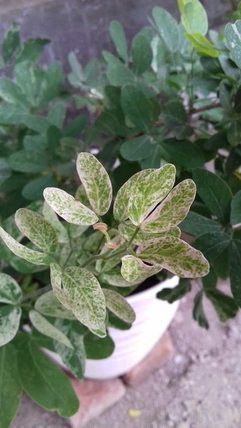 Breynia sp.