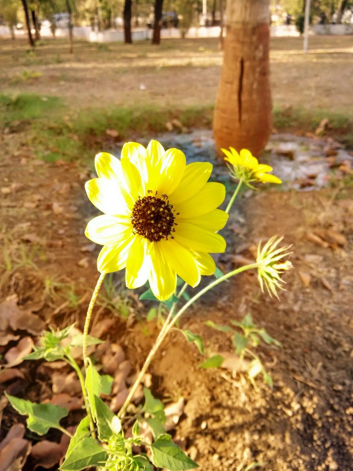 sunflower if beauty
