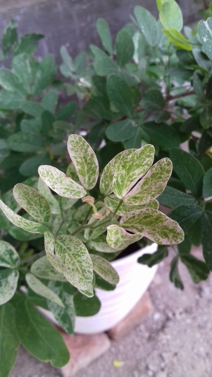 Breynia sp.