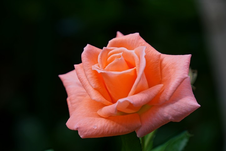 Pure beauty