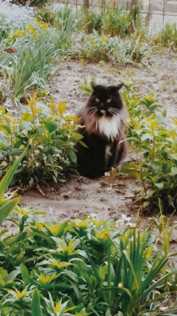 Милота