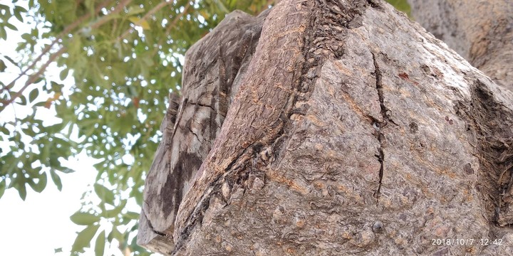 Nature Tree