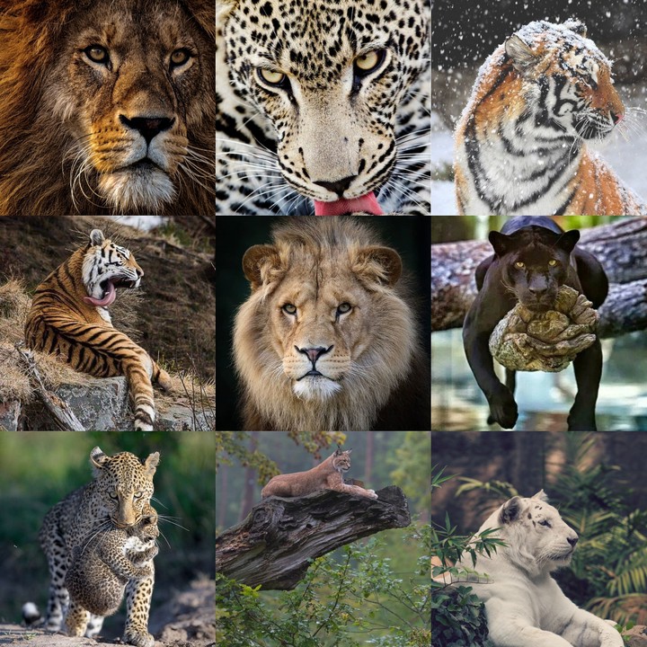 big wild cats