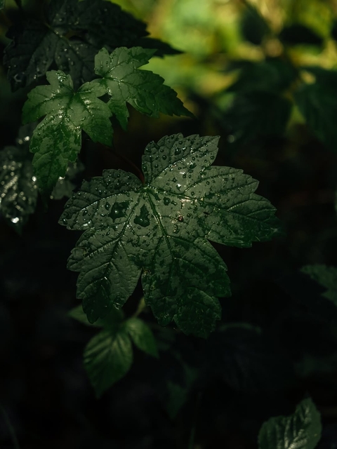 herb, urticaceae wallpapers