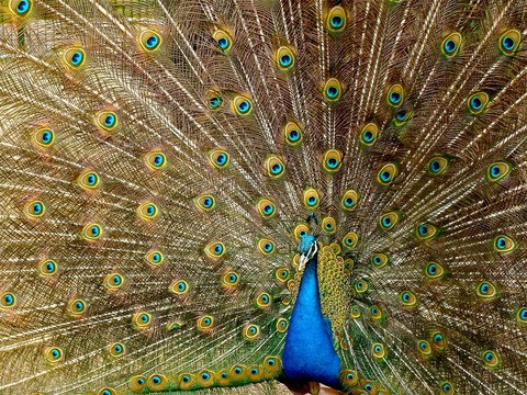 тапети galliformes, feather