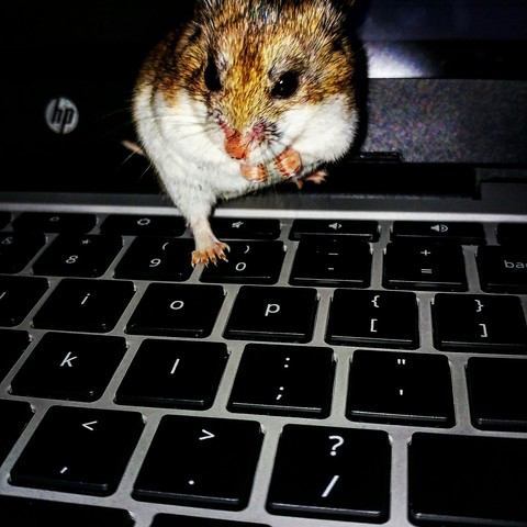 Hamster