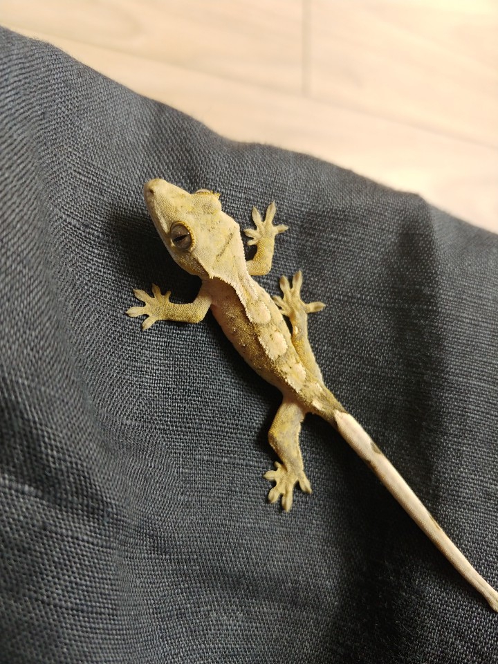 small lizard