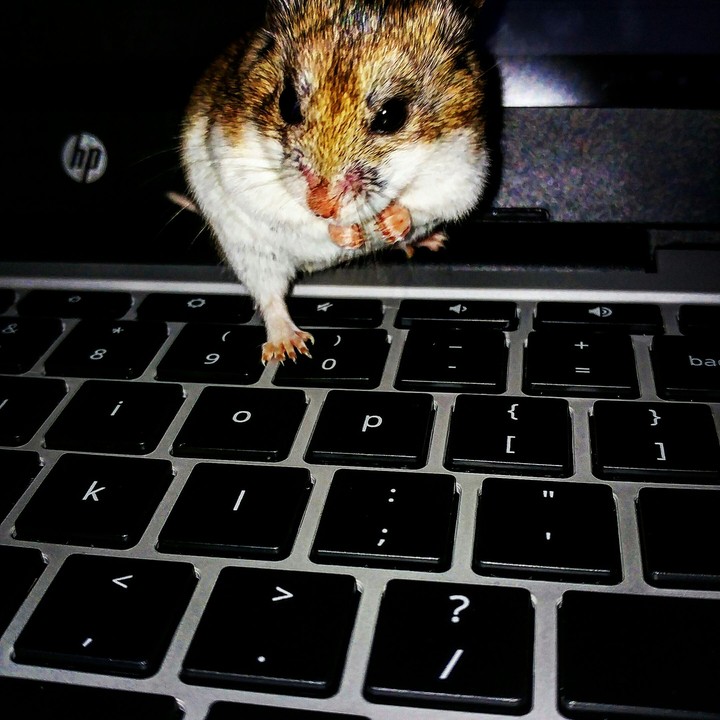 Hamster