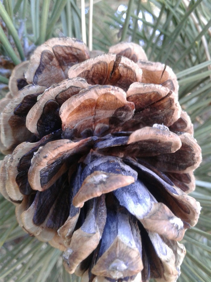 pinecones