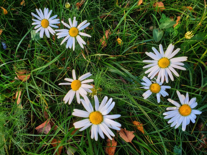 chamomile