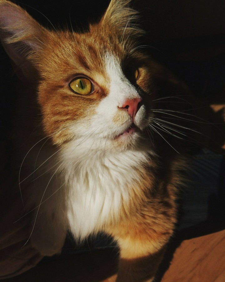 cat