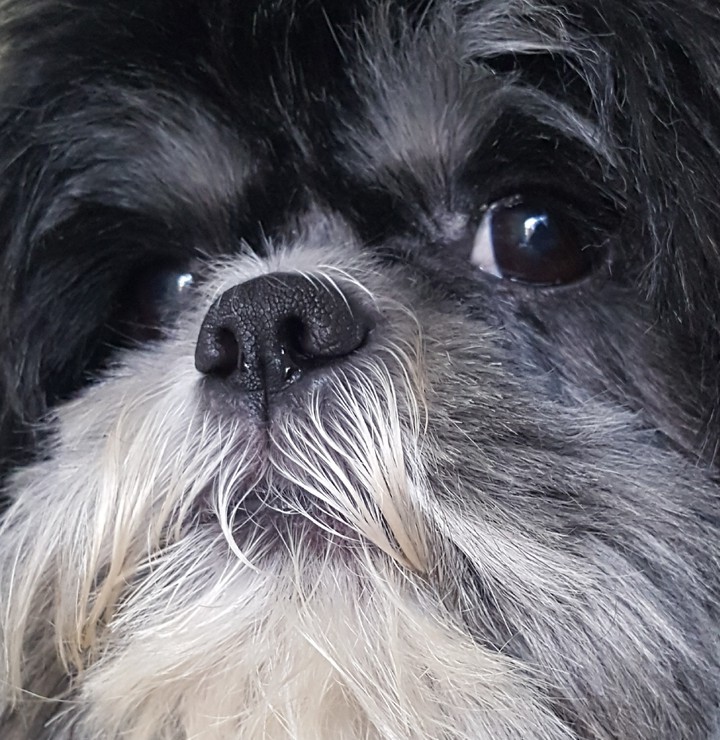 perrito