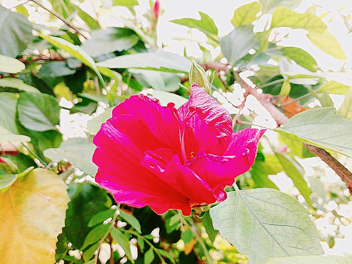 flower