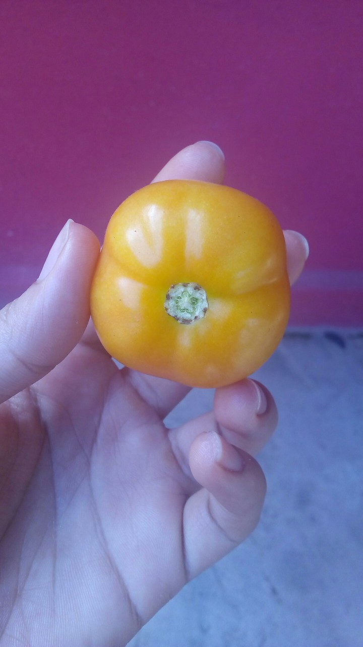 tomate
