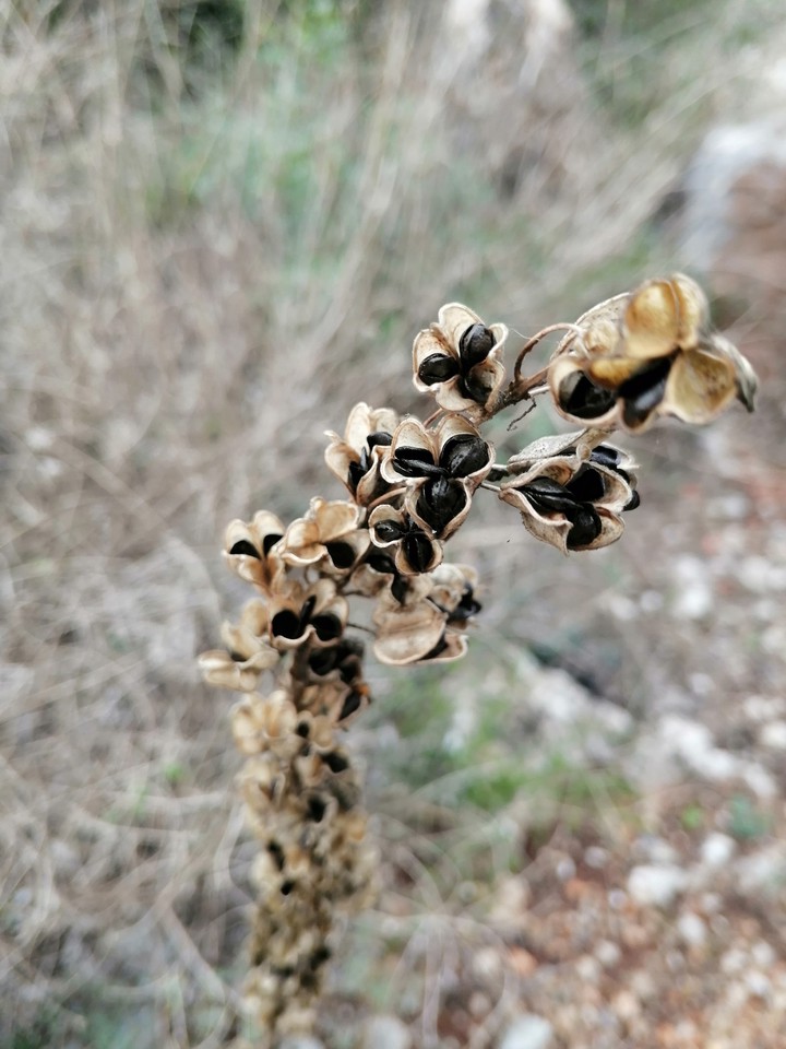 DriedFlower