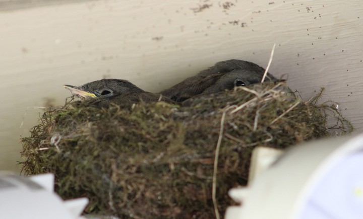 Baby birds